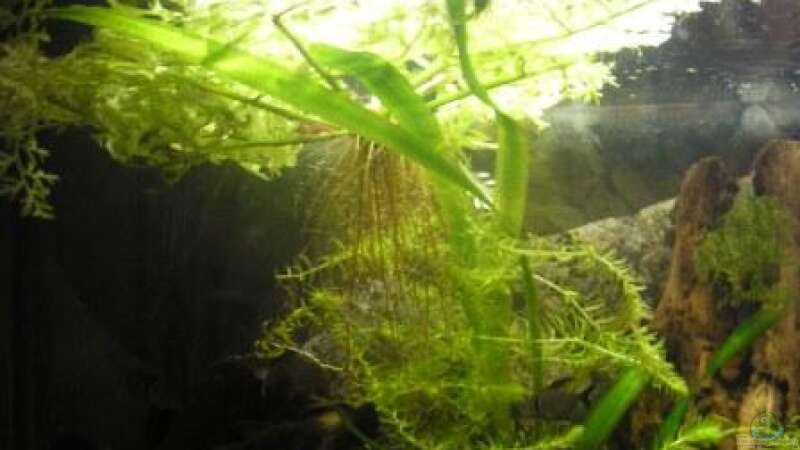 Pflanzen im Aquarium Becken 9074 von Leon Gauss (4)