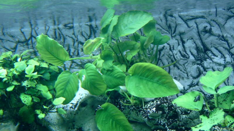 Pflanzen im Aquarium Becken 910 von Josef Knauer (4)