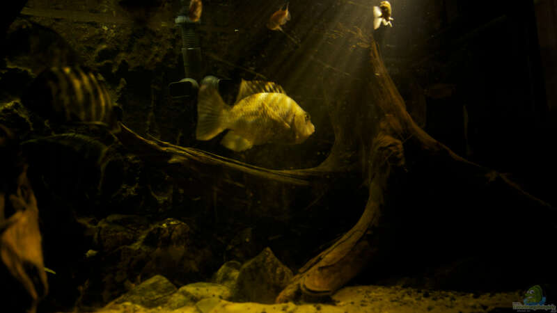 Aquarium Großcichliden Afrikas von Stanislav Kislyuk (8)