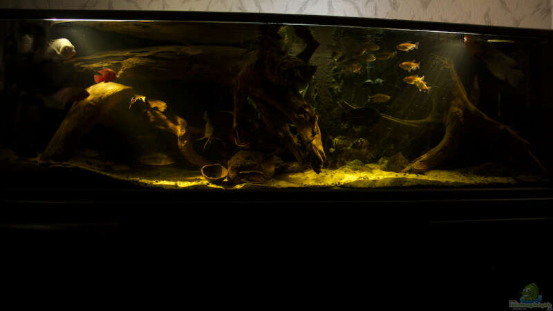 Aquarium Hauptansicht von Großcichliden Afrikas von Stanislav Kislyuk (1)