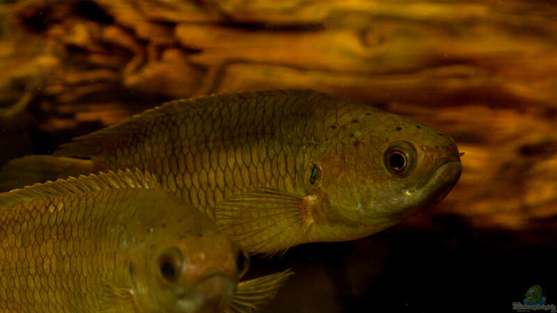 Ctenopoma pellegrini im Aquarium halten (Einrichtungsbeispiele für Pellegrins Buschfisch)  - Ctenopoma-pellegriniaquarium