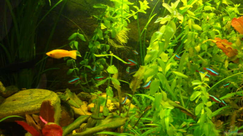 Aquarium little Tank von B1gT4nk (4)