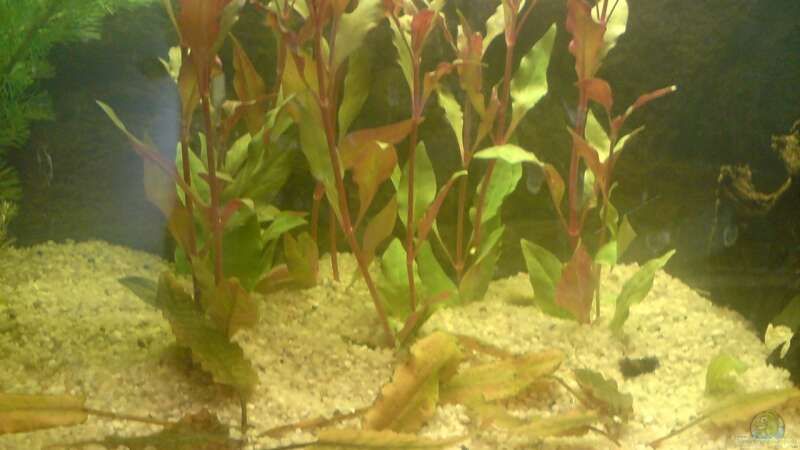 Pflanzen im Aquarium little Tank von B1gT4nk (5)