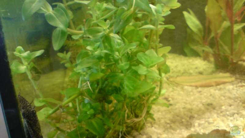 Pflanzen im Aquarium little Tank von B1gT4nk (6)