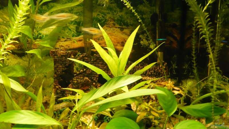 Pflanzen im Aquarium Becken 9145 von Alwin Dick (8)