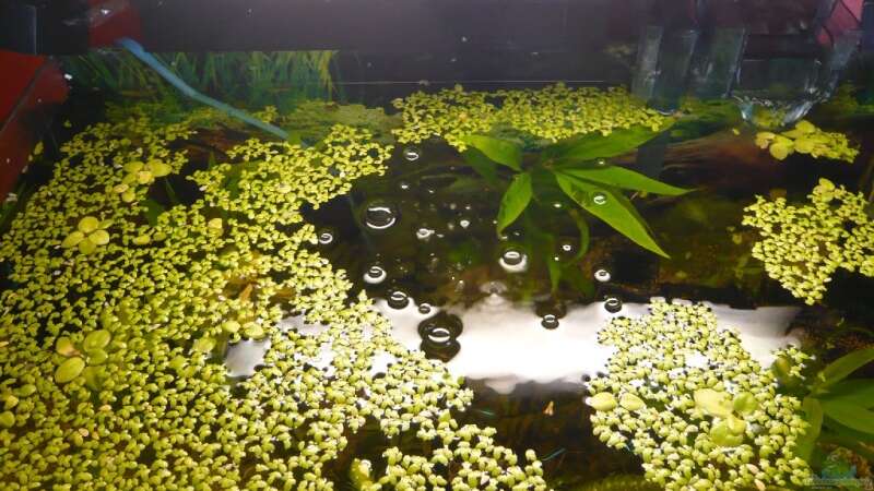 Pflanzen im Aquarium Becken 9145 von Alwin Dick (9)