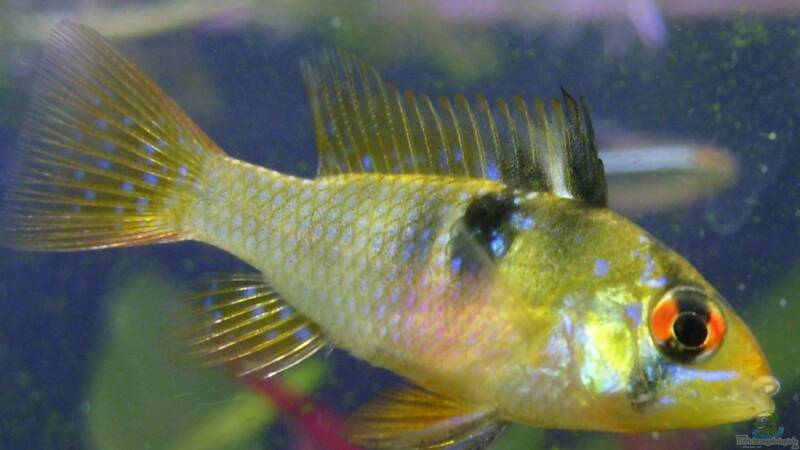 Männlich oder weiblich?