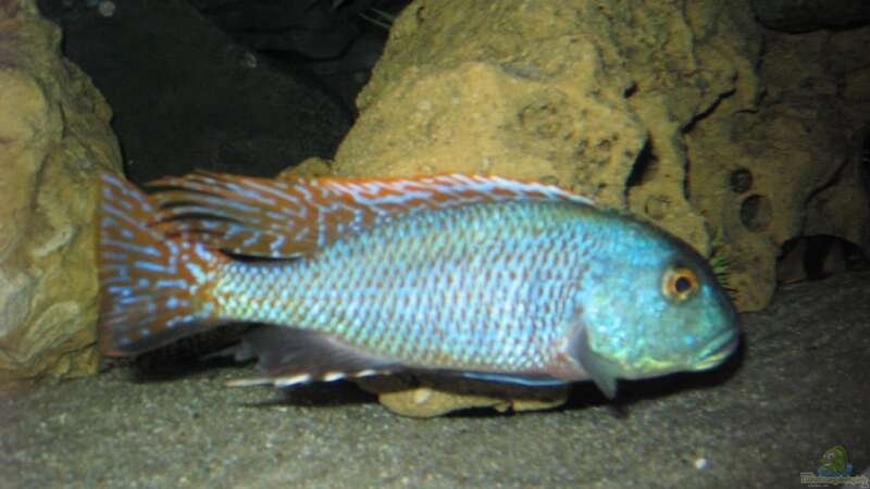  Buccochromis nototaenia von Peter Bauer (9)