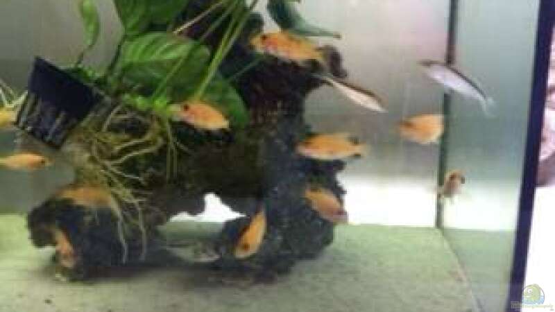 A.Firefish babies - alle schon weg von Jennifer Clee (42)