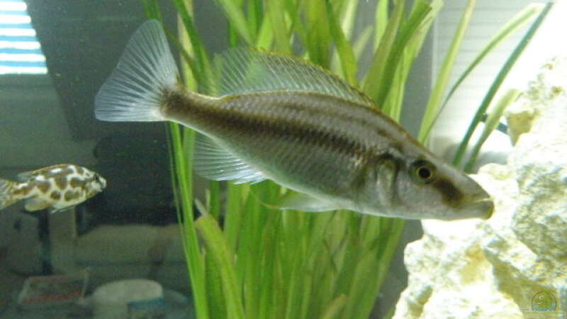 Dimidiochromis C. von Jennifer Clee (39)