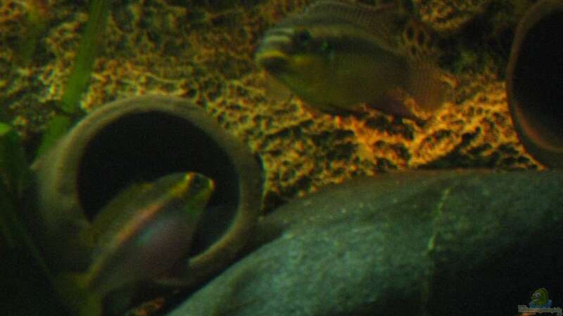 Einrichtungsbeispiele für die Haltung von Pelvicachromis taeniatus (Smaragdprachtbarsch) im Aquarium  - Pelvicachromis-taeniatusaquarium