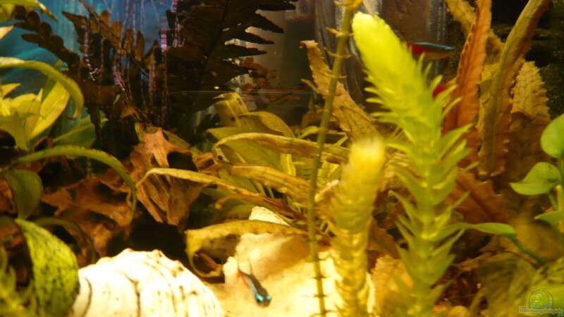 Pflanzen im Aquarium Becken 9219 von Alwin Dick (5)