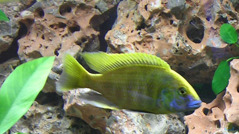 Nimbochromis Venustus von Theodor Schmidt (13)