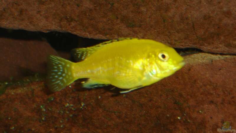 Labidochromis caeruleus yellow 2 von Roadrunner 68 (27)