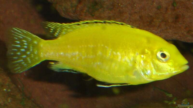 Labidochromis caeruleus yellow von Roadrunner 68 (32)