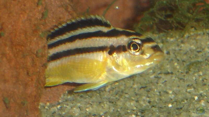 Einrichtungsbeispiele mit Melanochromis auratus (Türkisgold-Buntbarsch)  - Melanochromis-auratusaquarium