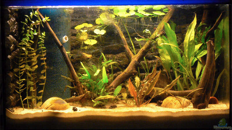 Aquarium Hauptansicht von Becken 9328 von gruengold (1)