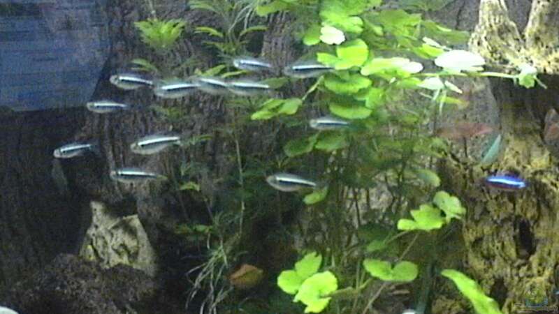Pflanzen im Aquarium Becken 9347 von Hobytomy (3)