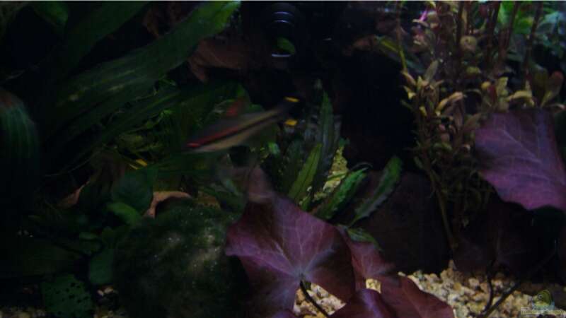 Aquarium Becken 9357 von robbi850 (3)