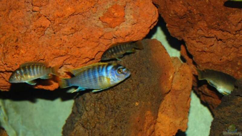 Labidochromis sp. hongi, dominant male with females von Angelundercover (6)