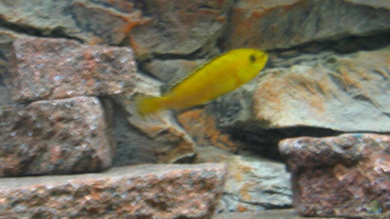 Labidochromis yellow von Karsten Kettner (5)