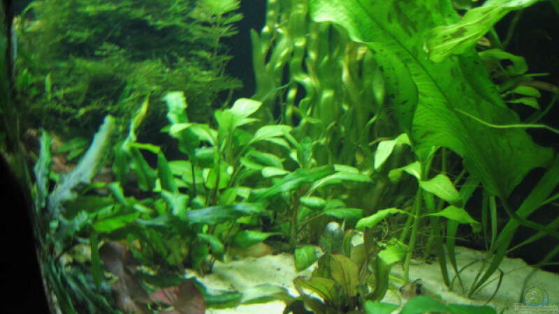 Pflanzen im Aquarium Becken 9396 von Barbara Schmidt (6)