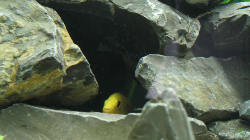Mein Yellow Männchen in seiner Lieblingshöhle von Zonk (4)