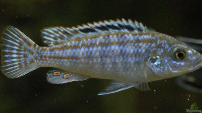 Melanochromis Joanjohnsonae von Gerhard Schrenk (25)