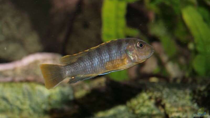 Labidochromis sp. mbamba female von Mikey (27)