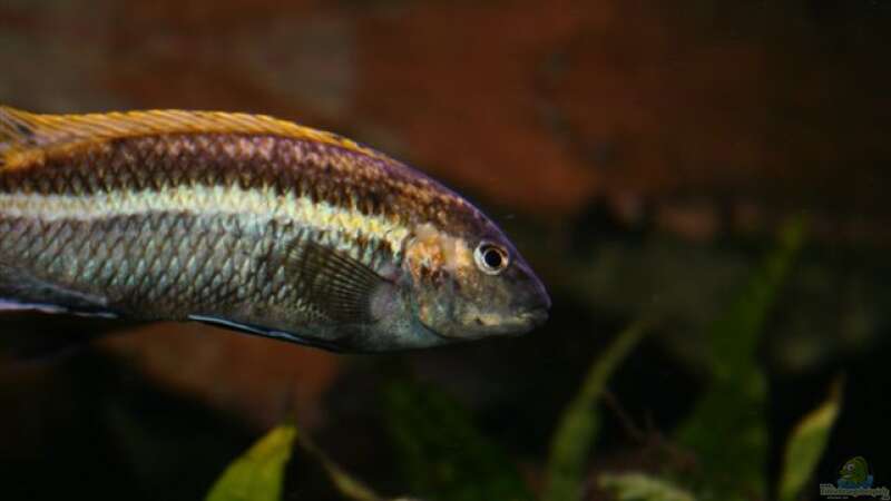 Melanochromis auratus male von Mikey (36)