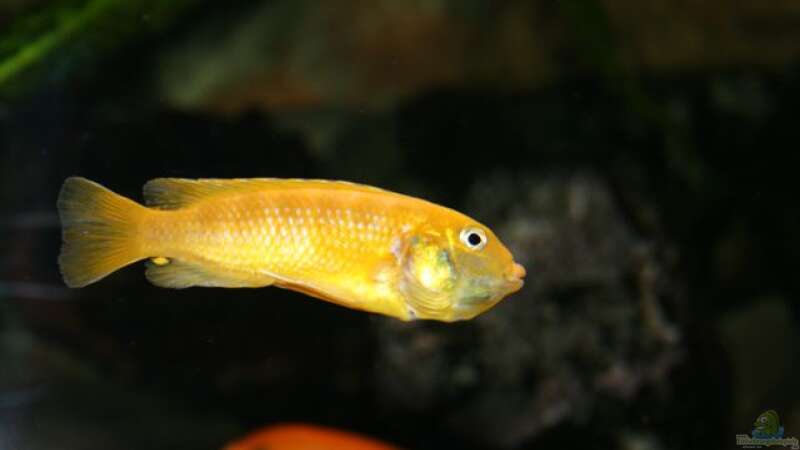 Melanochromis johannii female von Mikey (42)