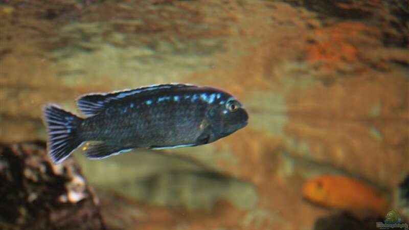 Melanochromis johannii male von Mikey (41)