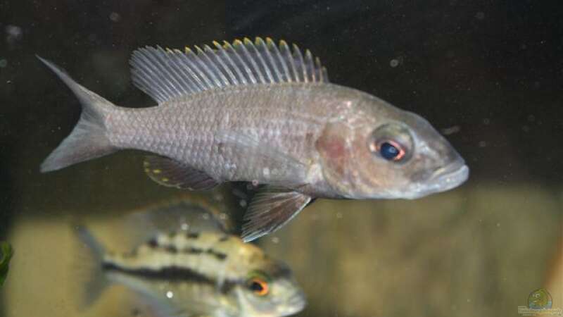 Scianochromis freyeri female von Mikey (52)