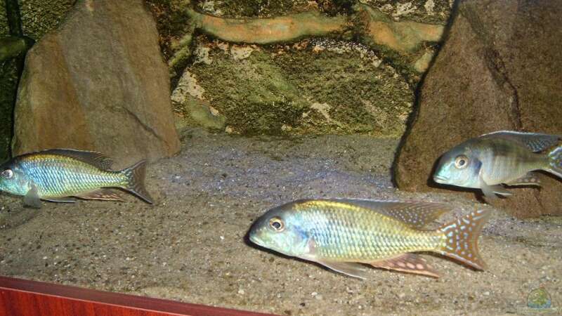 Besatz im Aquarium Becken 9422 von Malawi und Diskus Fan (8)