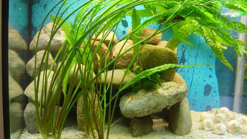 Pflanzen im Aquarium Becken 943 von Lotte Smirnova (3)