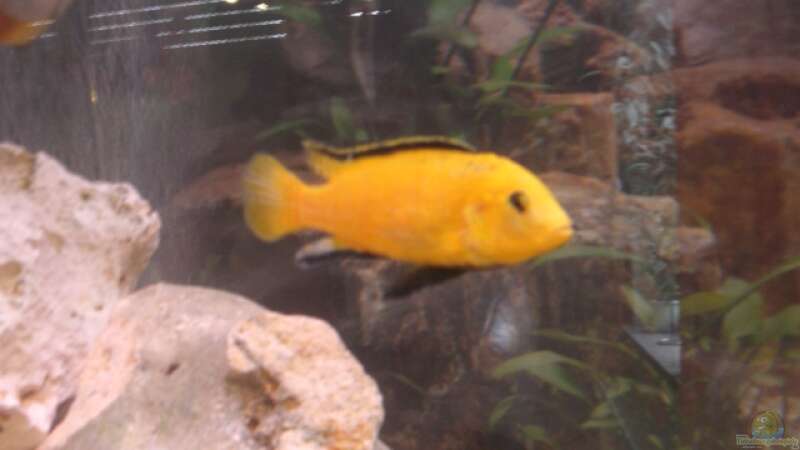 Labidochromis Yellow Bock von Jan Dreier (3)