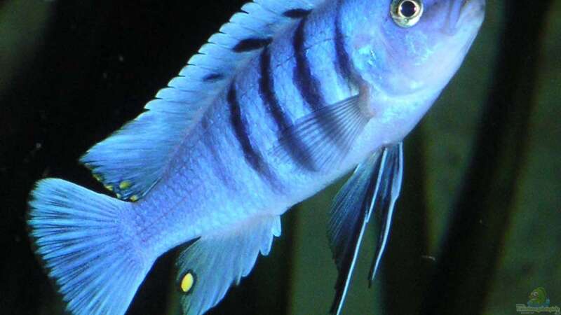 Cynotilapia afra White Top Hara Gallireya Reef Männchen von malawi-fish (18)