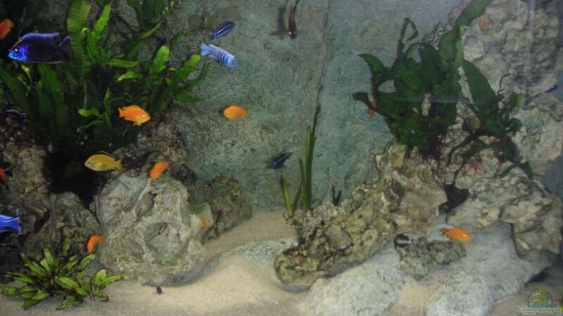 Dekoration im Aquarium Becken 9459 von malawi-fish (11)