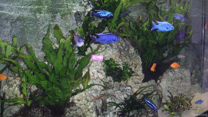 Dekoration im Aquarium Becken 9459 von malawi-fish (5)