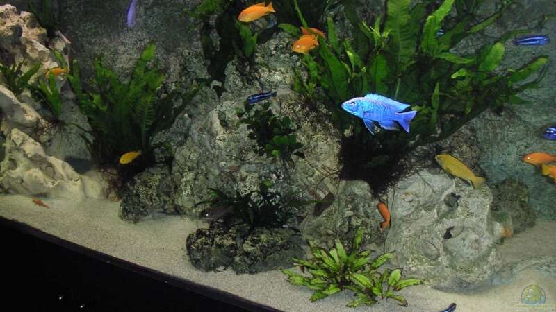 Dekoration im Aquarium Becken 9459 von malawi-fish (6)