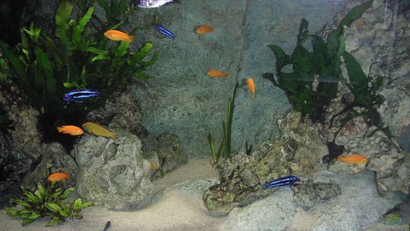 Dekoration im Aquarium Becken 9459 von malawi-fish (9)