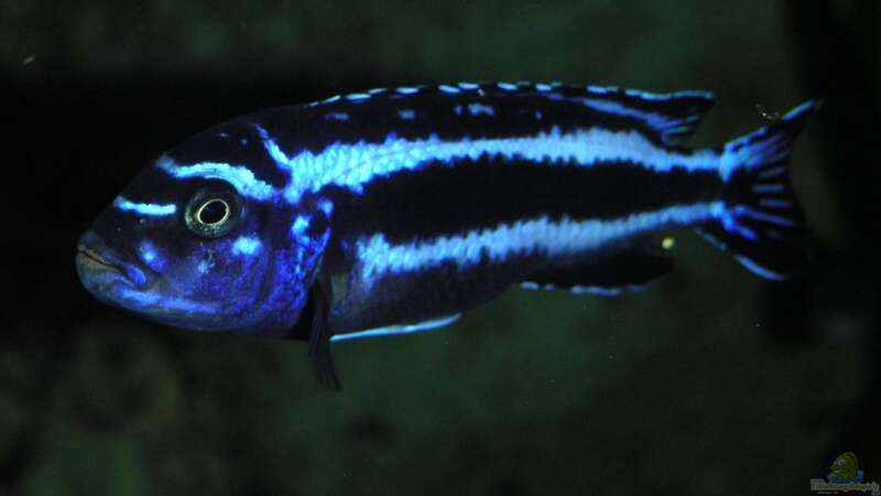 Melanochromis maingano Männchen von malawi-fish (24)