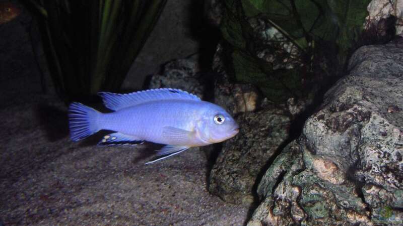Pseudotropheus socolofi Männchen von malawi-fish (21)