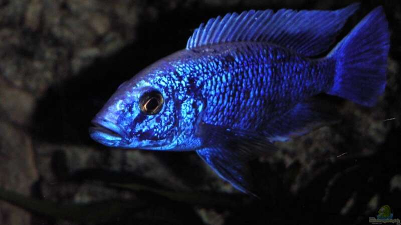 Sciaenochromis fryeri Männchen von malawi-fish (22)