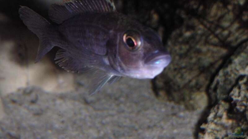 Sciaenochromis fryeri Weibchen von malawi-fish (23)