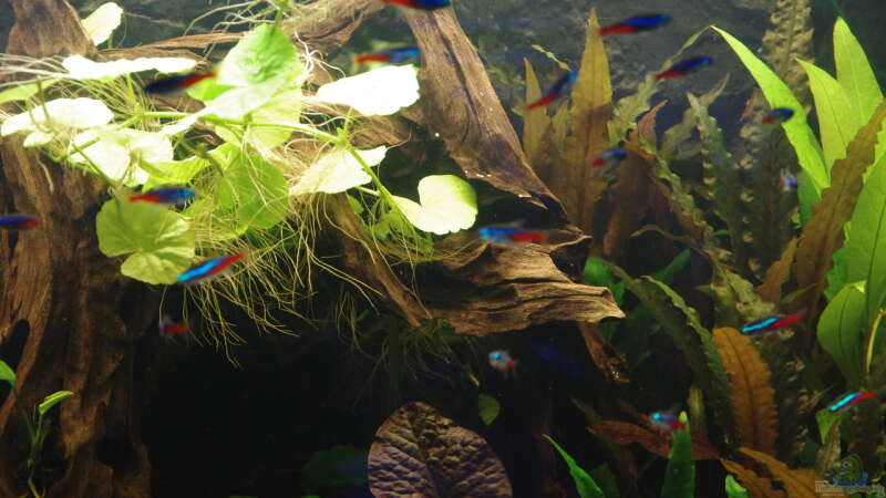 Aquarium mein erstes Neon-Becken (nur noch Beispiel) von Herr H. (4)