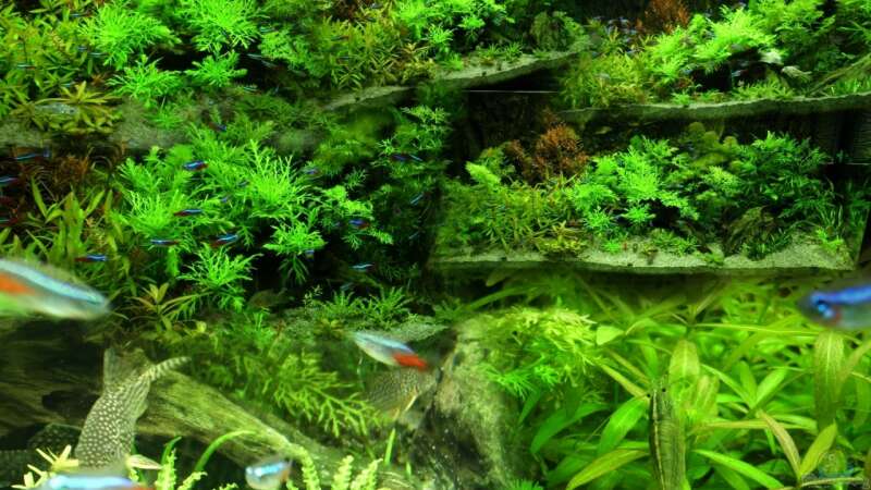 Mein Aquarium als Collage von Nico (1)