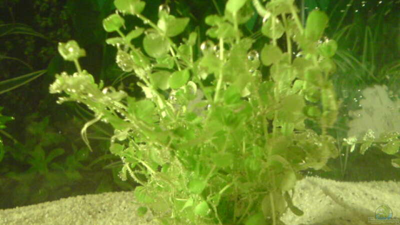 Pflanzen im Aquarium Becken 9470 von Amir (2)