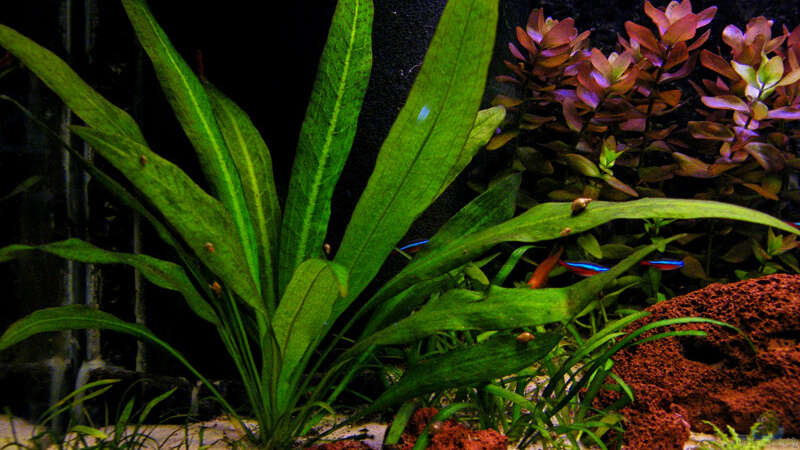 Pflanzen im Aquarium Becken 9474 von schluenkes (6)