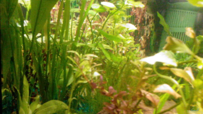 Pflanzen im Aquarium Becken 9476 von @corydoras (3)